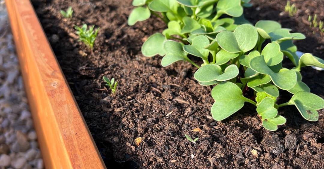 kdy_sazet_trvalky_na_podzim